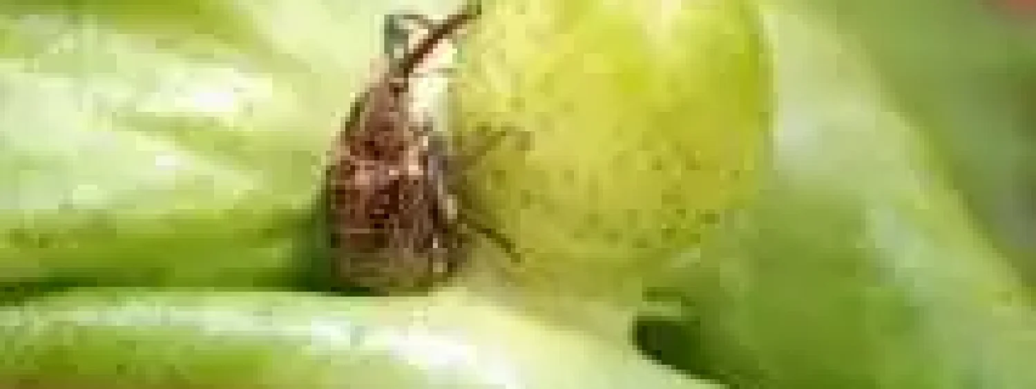 8f11d77eeef6d2d37d025e1d30b6fa8c