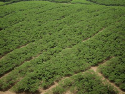 Imagem ilustrativa da importância da análise de solos para avaliar a fertilidade do solo