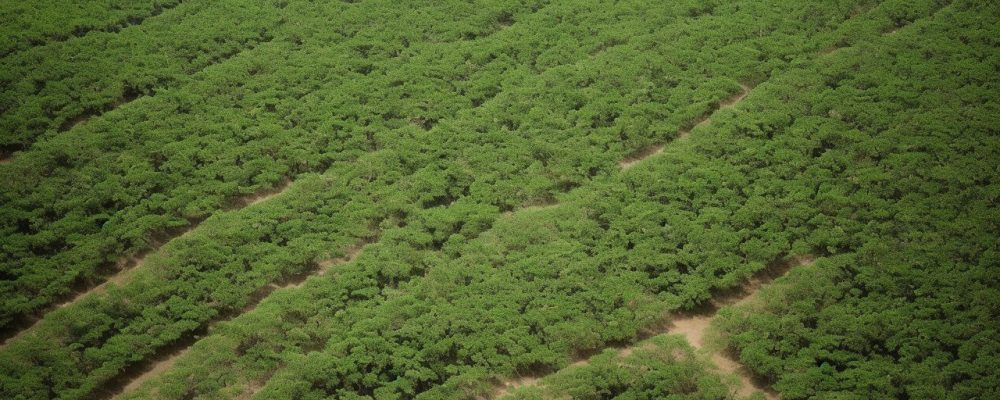 Imagem ilustrativa da importância da análise de solos para avaliar a fertilidade do solo
