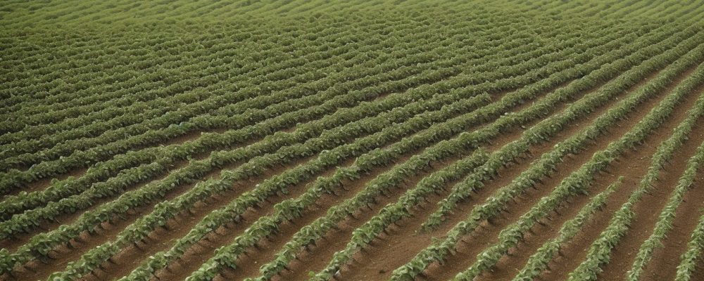 Imagem ilustrativa de técnicas e implementos agrícolas em ação, representando agricultura de precisão e sustentabilidade.