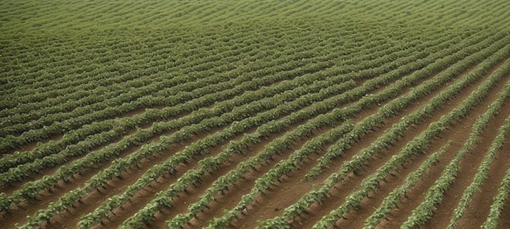 Imagem ilustrativa de técnicas e implementos agrícolas em ação, representando agricultura de precisão e sustentabilidade.