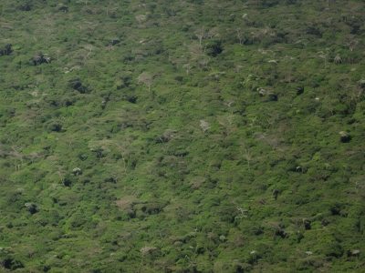 Ilustração de biopirataria no Brasil, mostrando a proteção da biodiversidade e a importância da legislação ambiental