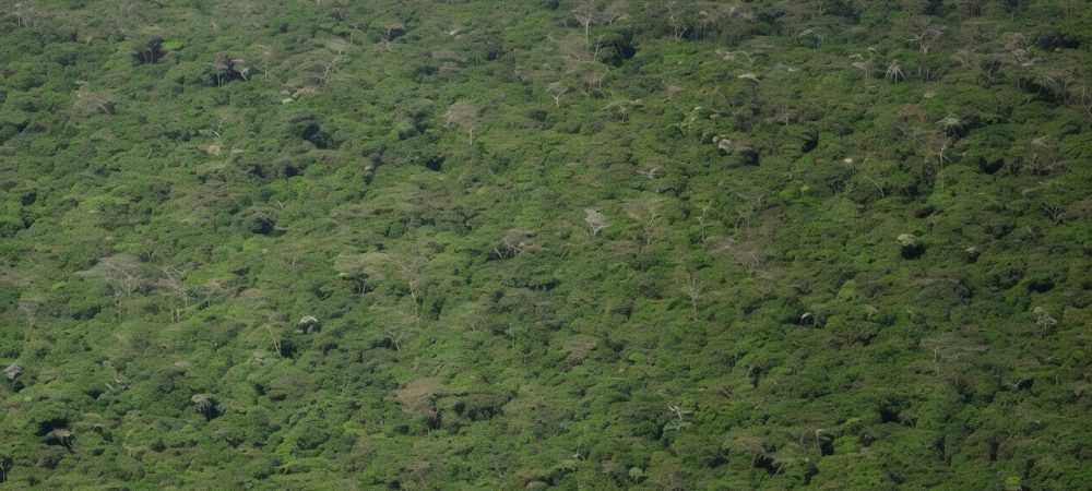 Ilustração de biopirataria no Brasil, mostrando a proteção da biodiversidade e a importância da legislação ambiental