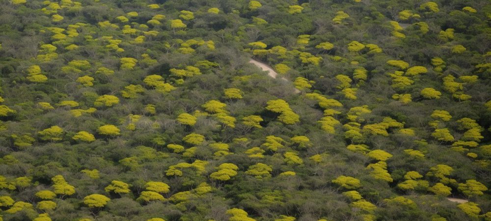 Imagem ilustrativa sobre deficiência física, mostrando a importância da acessibilidade e inclusão na sociedade, destacando direitos e a lei brasileira de inclusão.