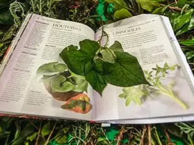 Plantas-que-curam2-1