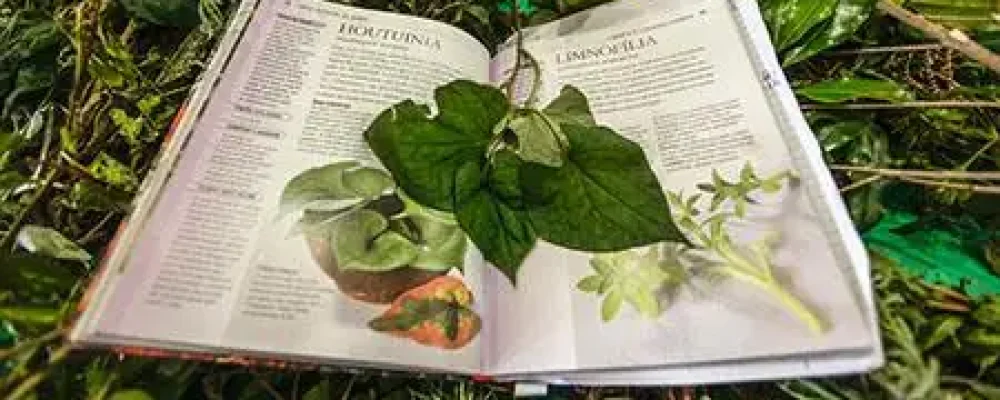 Plantas-que-curam2-1