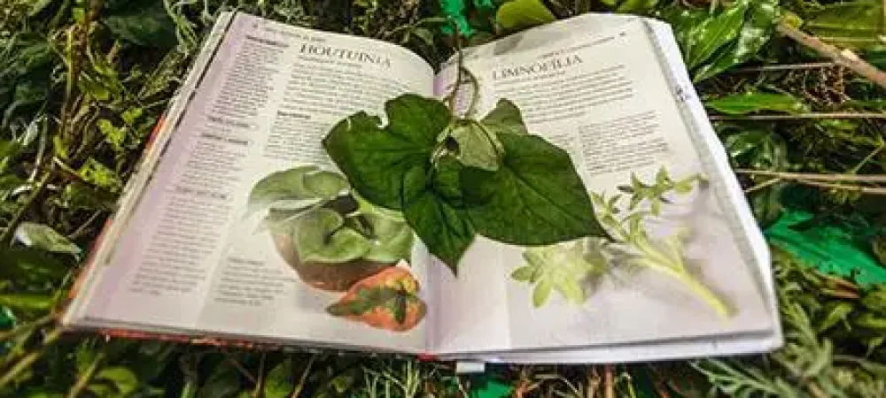 Plantas-que-curam2-1 Plantas-que-curam2-1