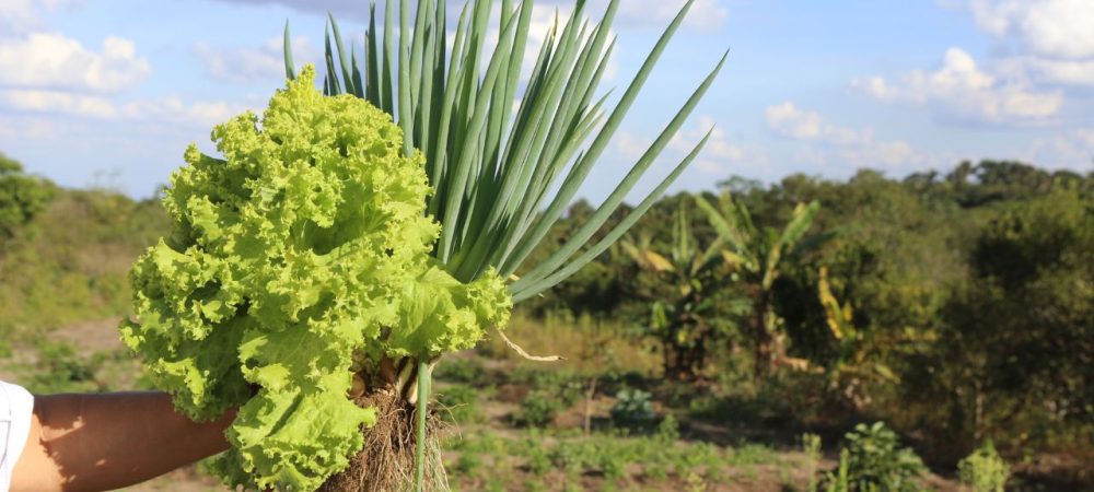 agroecologia-o-que-e-e-por-que-esta-transformando-o-campo-e-a-nossa-mesa O que é agroecologia e como promove práticas agrícolas sustentáveis e transforma o campo e a mesa com inovação.