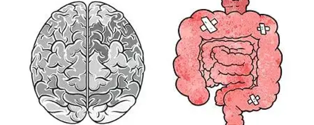 cerebro-intestino1-2-1