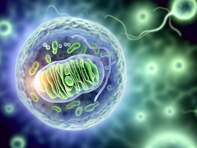 Célula humana detalhada com organelas visíveis, incluindo mitocôndrias, núcleo celular e elementos de divisão celular.