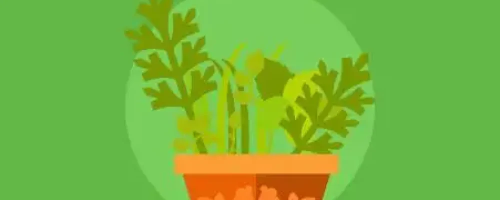 plantas-medicinais-educamundo-02-1