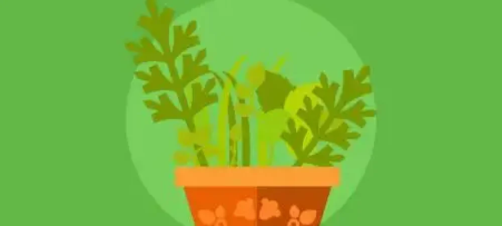 plantas-medicinais-educamundo-02-1