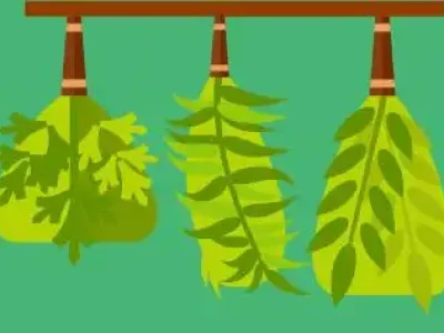 plantas-medicinais-educamundo03-02-1