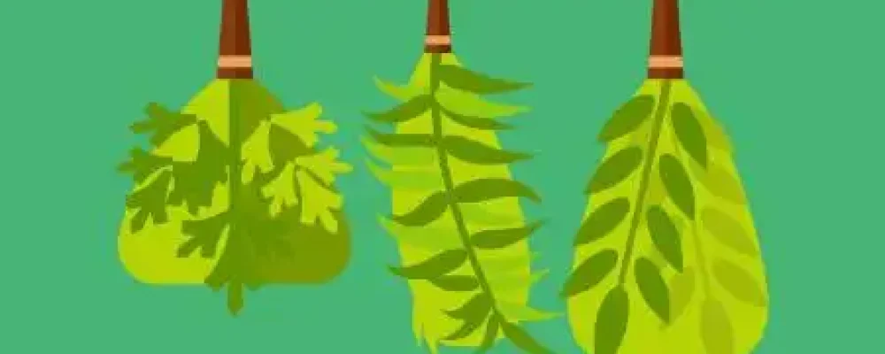 plantas-medicinais-educamundo03-02-1