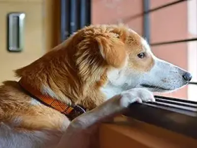 psicologia-canina1-2-1