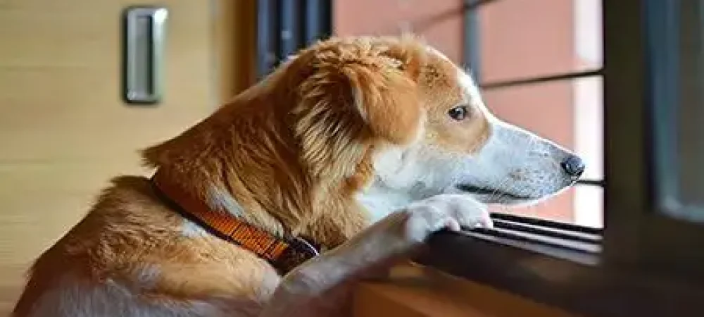 psicologia-canina1-2-1