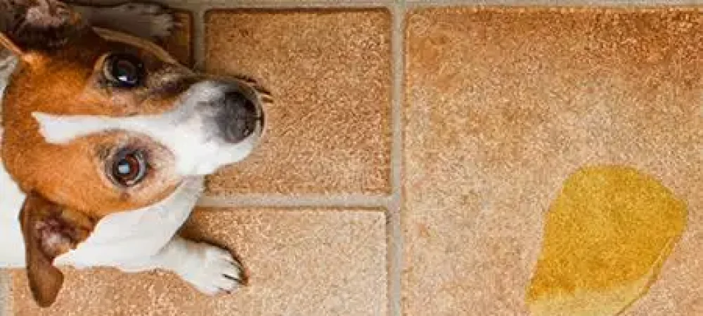 psicologia-canina4-2-1