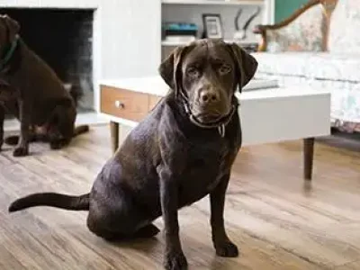 psicologia-canina5-2-1