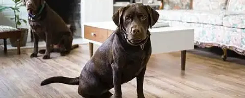 psicologia-canina5-2-1