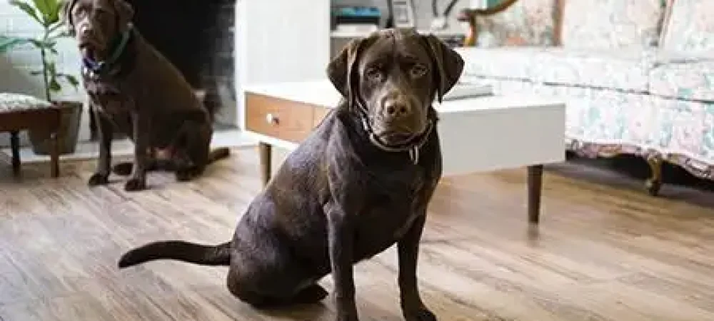 psicologia-canina5-2-1 psicologia-canina5-2-1